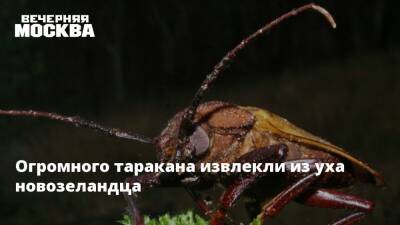 Огромного таракана извлекли из уха новозеландца - vm.ru - Новая Зеландия - Окленд