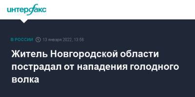 Житель Новгородской области пострадал от нападения голодного волка