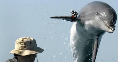 ХАМАС заявил о захвате израильского боевого "дельфина-убийцы": можно ли их обучить (видео)