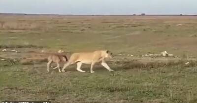 Материнский инстинкт. В Танзании львица отвела заблудившуюся антилопу обратно в стадо (видео)