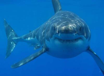 Биологи: Частота нападений акул напрямую зависит от фаз Луны