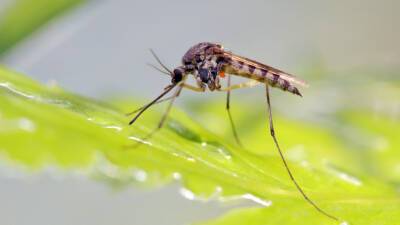 В Германии обнаружили след древнейшего комара