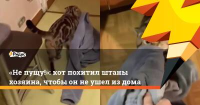 «Не пущу!»: кот похитил штаны хозяина, чтобы он не ушел из дома