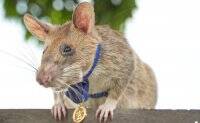 Нашла более 100 мин: умерла крыса-сапер Магава