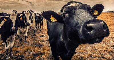 Беларусь ограничивает ввоз скота из Казахстана и Оренбургской области России из-за ящура