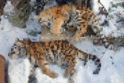 В декабре в Хабаровском крае от истощения погибли два амурских тигренка