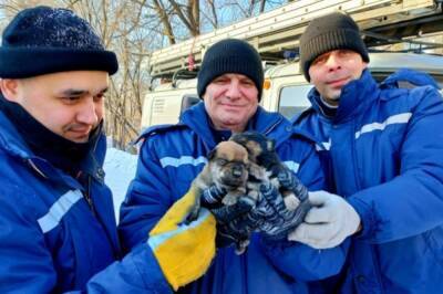 В ЕАО сотрудники МЧС спасли замерзающих под бетонными плитами собак