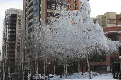 Деревья покрылись инеем из-за мороза в Новосибирске