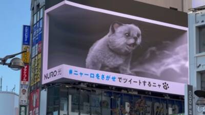 Лучшая реклама на свете: в Токио на здании торгового центра «поселился» 3D-котенок (ВИДЕО)