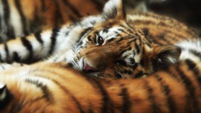 Два амурских тигренка умерли от истощения в Хабаровском крае