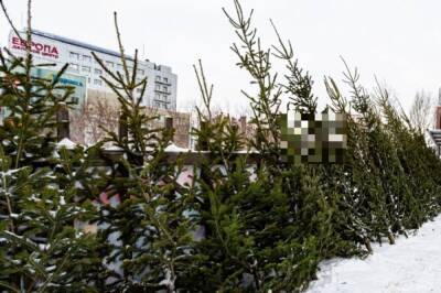 Жителям Москвы и области рассказали, куда сдать живую ель после праздников