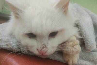 В Твери отданный в добрые руки кот умер от страшных переломов и внутренних травм
