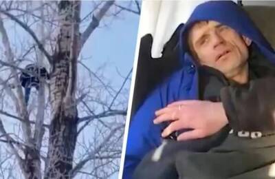 Стало известно, кто загнал насильника падчерицы на дерево в Омске