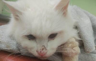 В Твери кот, переданный в «добрые руки», умер от избиений
