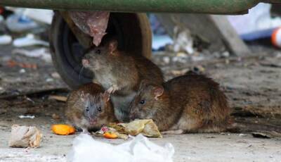 Пока Санкт-Петербург тонет в мусоре, на охоту вышли стаи крыс