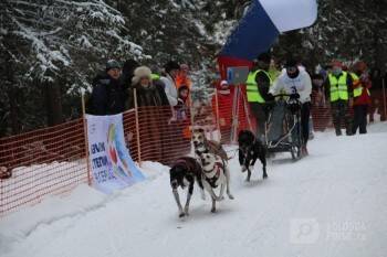 Этап Кубка мира по гонкам на собачьих упряжках пройдет в Тотьме в начале февраля