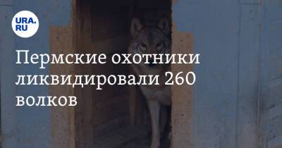 Пермские охотники ликвидировали 260 волков