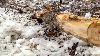 Ураганные ветер повалил десятки деревьев в Калининградской области