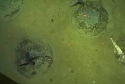 В Антарктике нашли гигантскую колонию ледяных рыб с 60-метровыми гнездами