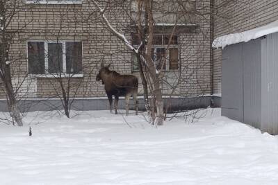 В Ярославле лося выловили во дворе жилого дома