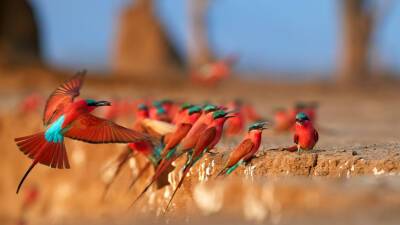 Песни африканских птиц оставались неизменными на протяжении сотен тысяч лет