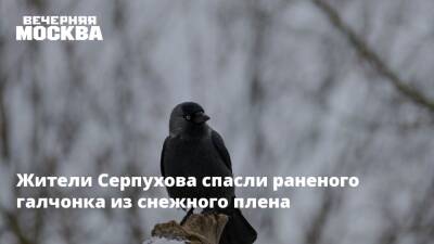 Жители Серпухова спасли раненого галчонка из снежного плена