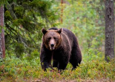 В окрестностях Праги видели медведя. Власти призвали жителей к осторожности