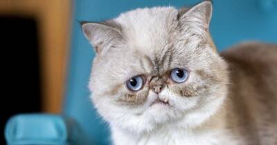 Хозяин уникальной кошки Лил Баб представил нового питомца с не менее экзотической внешностью
