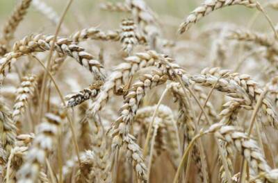 Agrarheute: РФ станет главным экспортёром зерна, начав выращивать пшеницу в Арктике