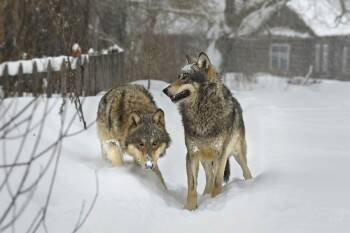 Волки рассматривают жителей Вологодской области и их собачек как перспективную добычу