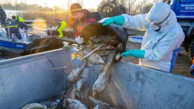 Тонны мертвой рыбы на берегах Рюгена: эксперты не могут установить причину загадочной гибели