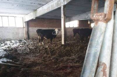 Брошенные коровы умирают на полуразрушенной ферме в Ивановской области