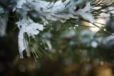 В Ленобласти пройдет мокрый снег 15 января