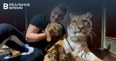 В казанском цирке тигрица родила четырех тигрят