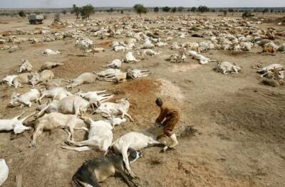 Засуха в Танзании погубила десятки тысяч животных