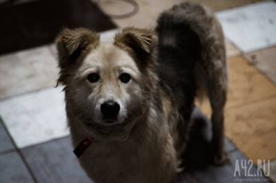 Лежала в обнимку с собакой: пропавшую 10-летнюю россиянку нашли живой в собачьей будке