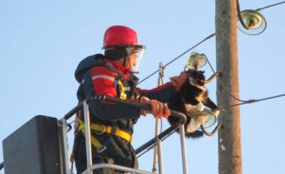 Энергетики Удмуртии провели спасательную операцию по вызволению кошки со столба