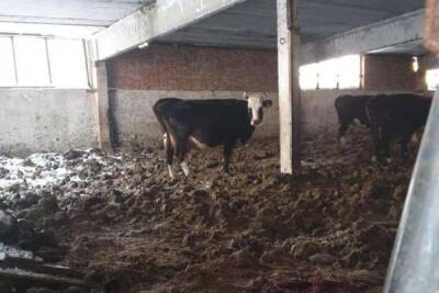 В Госдуме призвали Россельхознадзор проверить ферму в Ивановской области из-за дохнущих коров