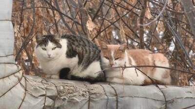 В Пензе пенсионерка нашла хозяев десяткам кошек