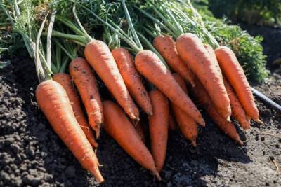 Употребление моркови и сельдерея помогает снизить давление