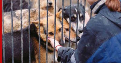 Якутские депутаты призвали изменить закон об ответственном обращении с животными