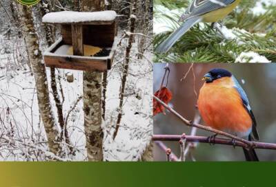 В Ленобласти отмечают Всероссийский день зимующих птиц и создают кормушки для пернатых