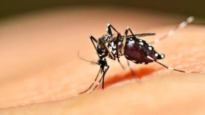 В Ришон ле-Ционе ожидается нашествие комаров: дезинсекторов не хватает