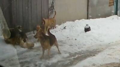 Воронежец спас кота от набросившейся на него свирепой стаи собак: появилось видео