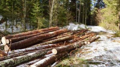 Полиция возбудила два дела по факту вырубки краснокнижных деревьев в Севастополе