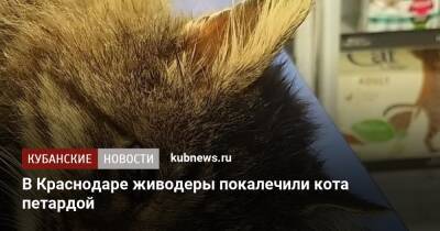 В Краснодаре живодеры покалечили кота петардой