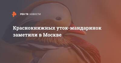 Краснокнижных уток-мандаринок заметили в Москве