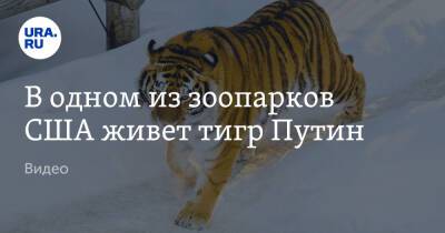 Владимир Бурматов - В одном из зоопарков США живет тигр Путин. Видео - ura.news - Россия - США - state Minnesota