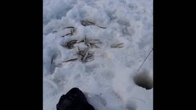 Рыболовы Сахалина уже выбрались на лед и делятся впечатлениями