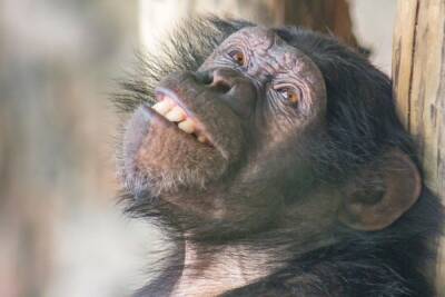Новосибирский зоопарк показал человеческие эмоции шимпанзе